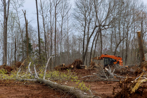 Best Emergency Tree Removal  in King Arthur Park, MT